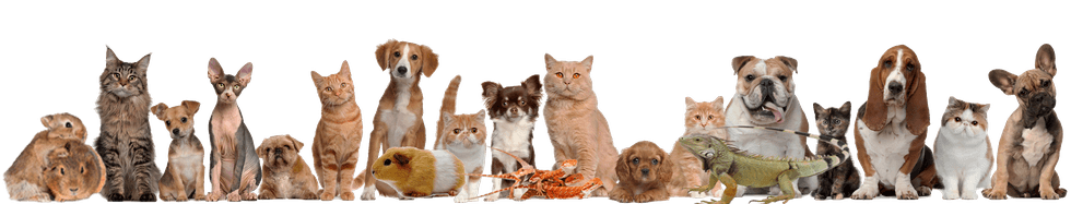 Signs You're Obsessed With Your Pet