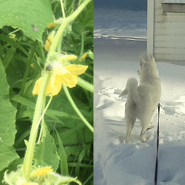 The Merits Of A Blizzard