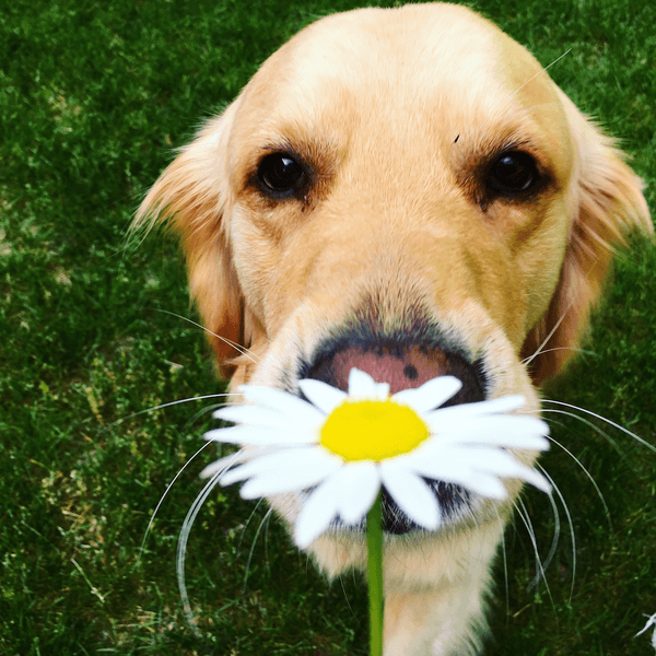 The Love Power Of Owning A Dog