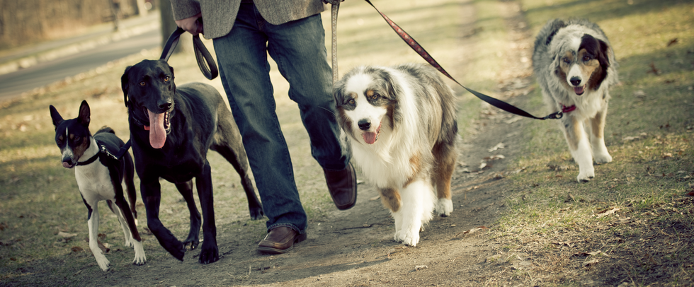 The Zodiac Signs as Dog Breeds