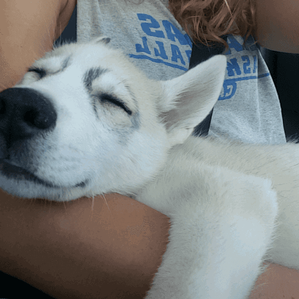 7 Reasons Getting a Puppy is the Best Thing You Can Do