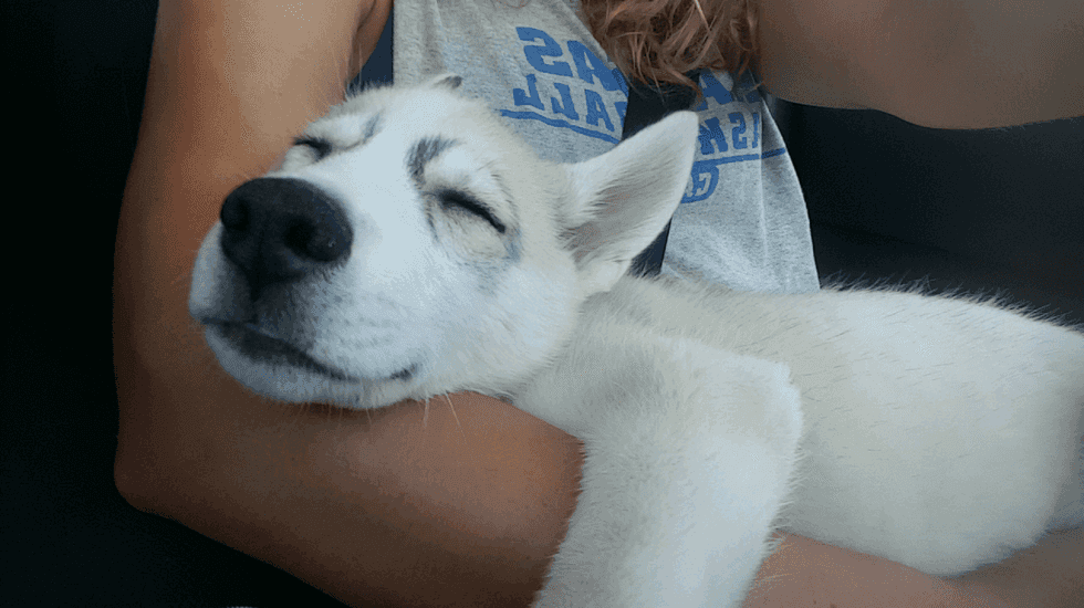 7 Reasons Getting a Puppy is the Best Thing You Can Do