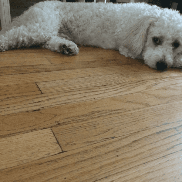 Man's Best Friend