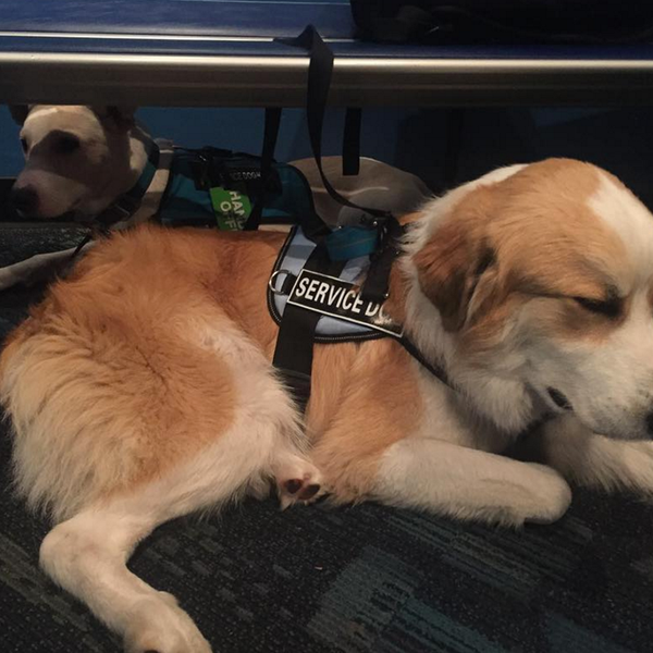 Service Dogs For Anxiety: Harmful or Helpful?