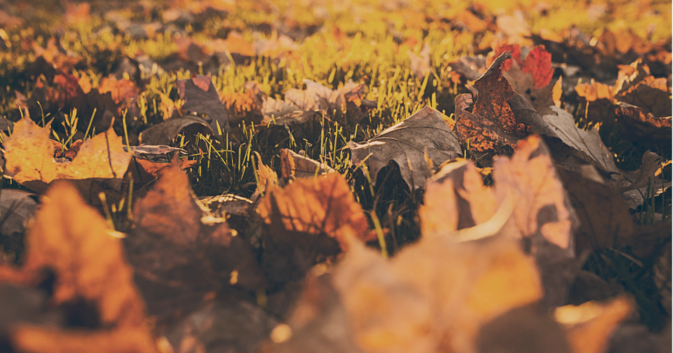 Autumn Is Just Around The Corner