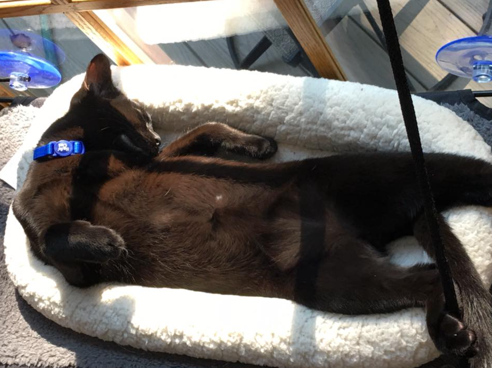 My Life As A Cat Mom