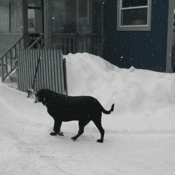 Paw Prints in Heaven