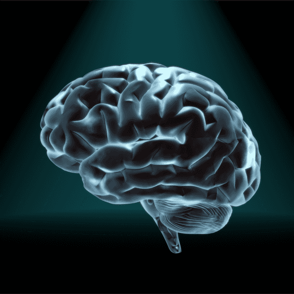 The Neurology Of Empathy: Why Humans Are Good