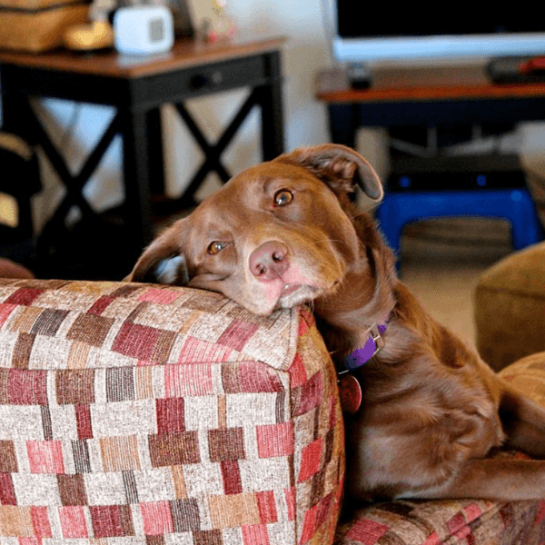 10 Reasons You Should Rescue A Dog