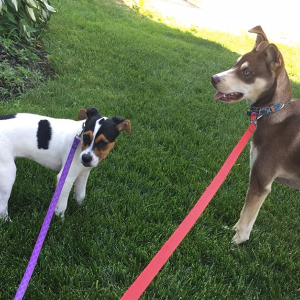 15 Reasons Dogs Are Better Than Humans