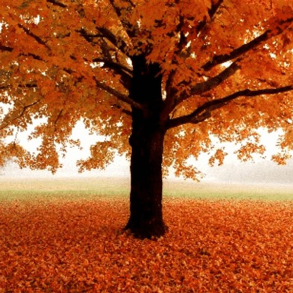 12 Reasons Why Fall Is My Favorite Season