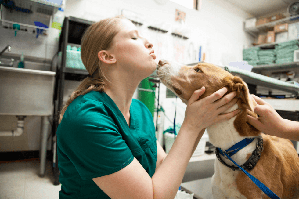An Open Letter To All Veterinary Technicians