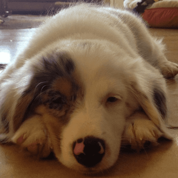 Loyalty, Compassion And Wet Noses