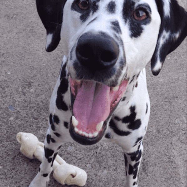 10 Reasons Why You Should NOT Adopt An Aggressive Breed