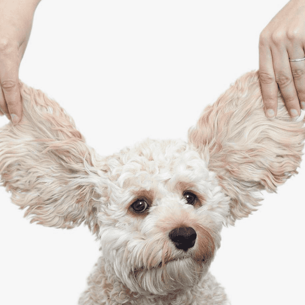How to Love Yourself as Much as You Love Dogs