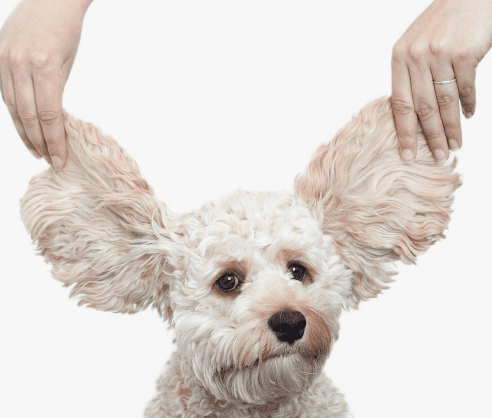 How to Love Yourself as Much as You Love Dogs