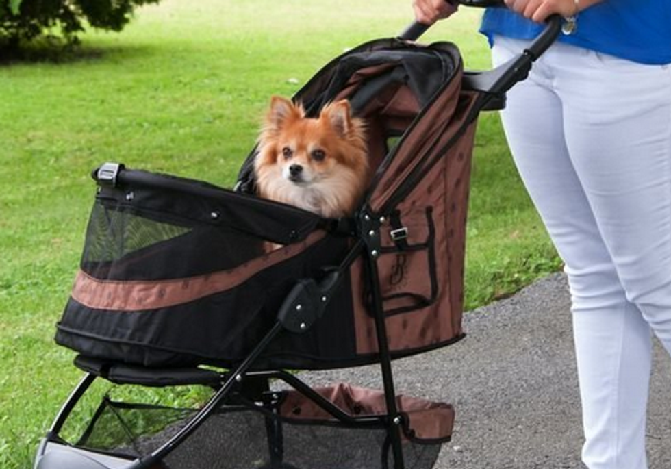 Dog Stroller: Love it or Hate it?