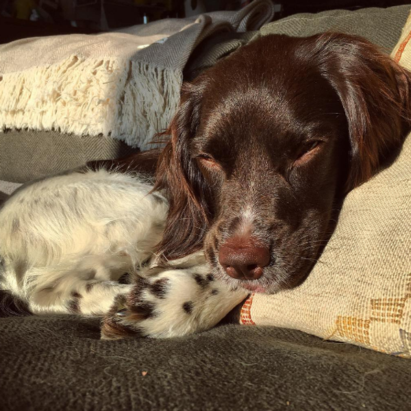 10 Instagram Dogs That Will Bring You Joy