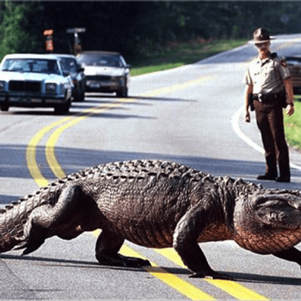 Alligator Attack In Disney World: Who Is To Blame?