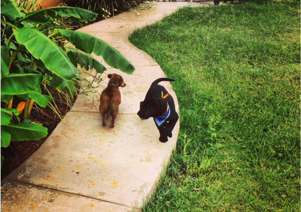 A Thank You Letter To Buddy