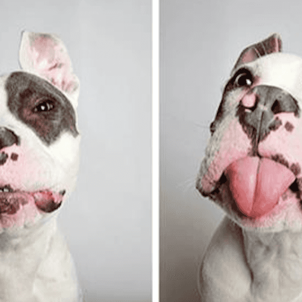 Five Reasons To Love A Pit Bull