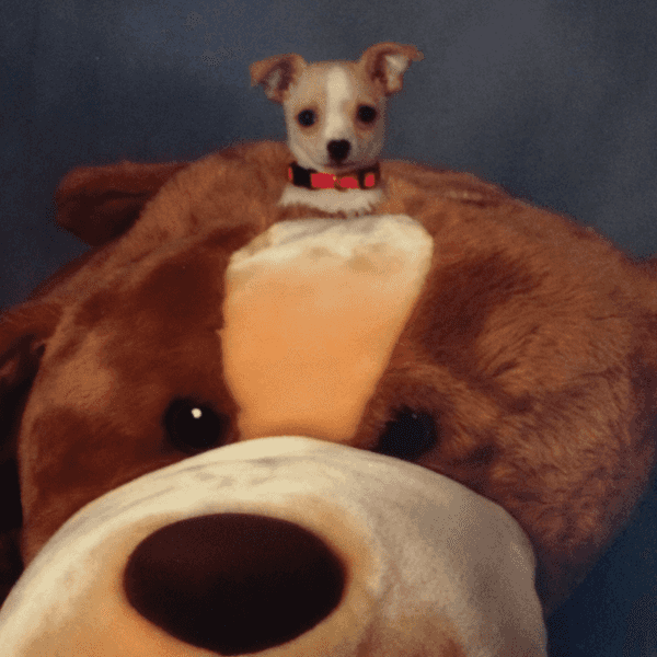 Losing A Pet Is One Of The Most Heartbreaking Things That Can Happen To Us