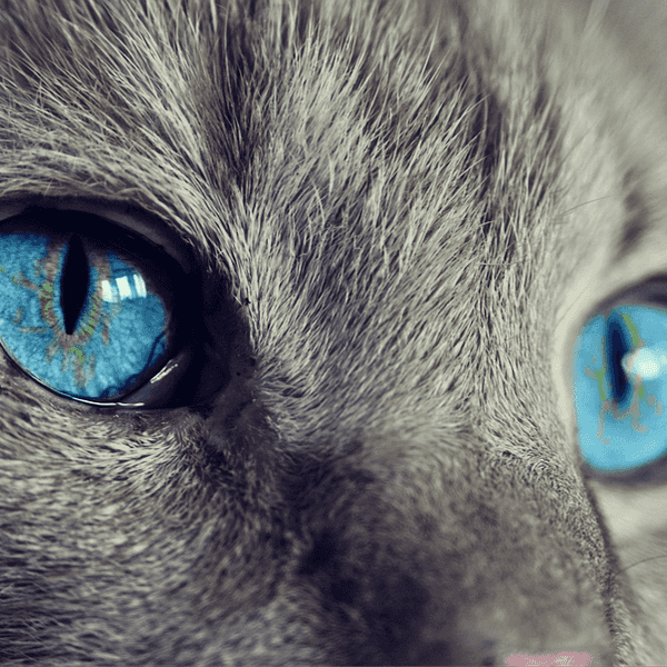 Why I am Basically a Cat
