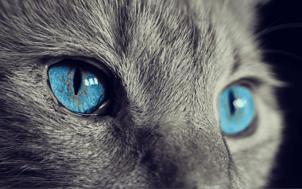 Why I am Basically a Cat