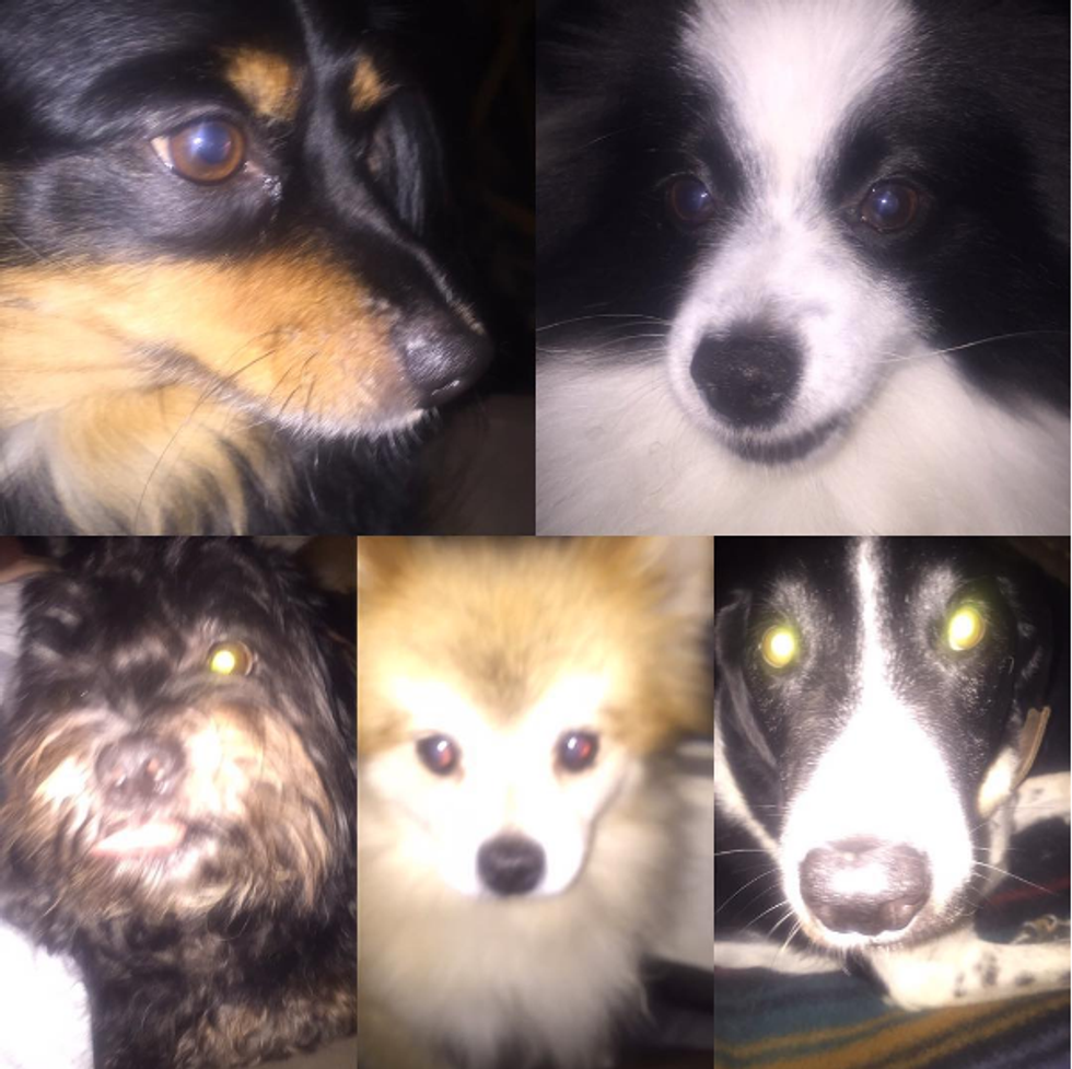 Me, Myself And My Dogs