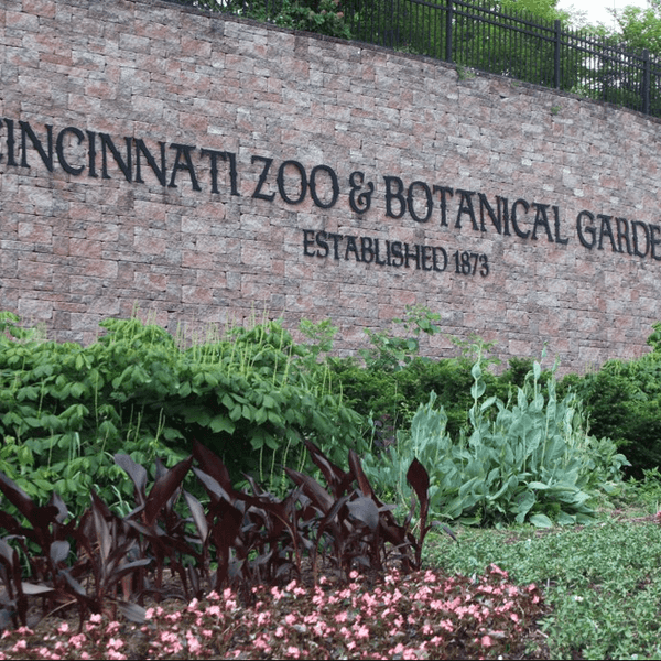 Did The Cincinnati Zoo Make The Right Decision?