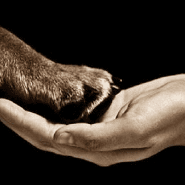 Human Life And Animal Life; Why Peter Singer is Completely Wrong