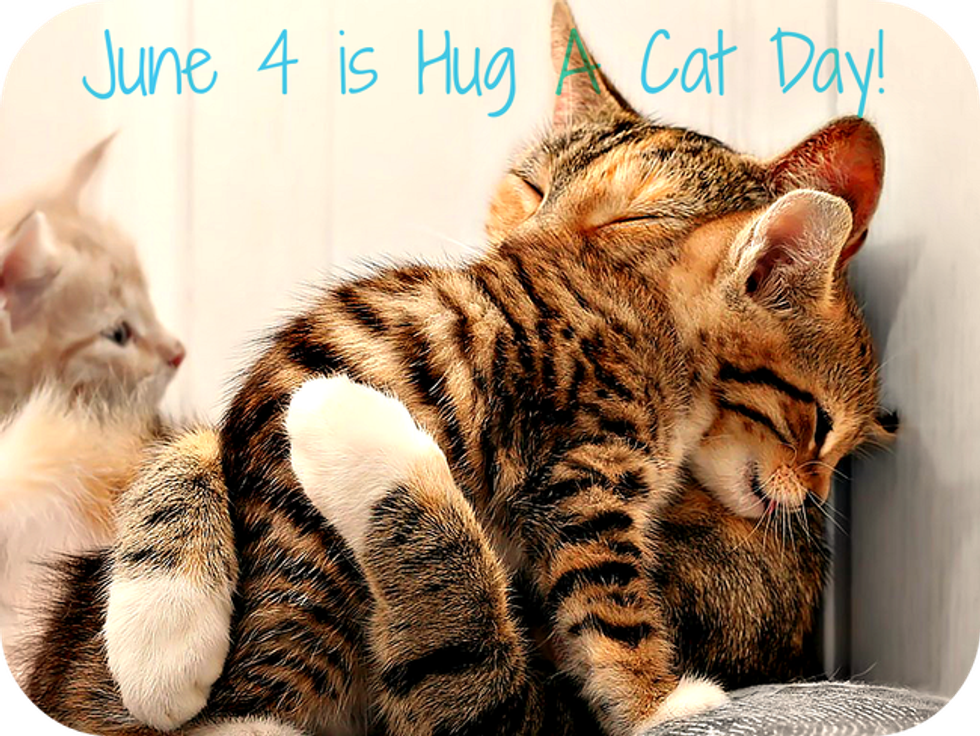 Celebrate National Hug A Cat Day