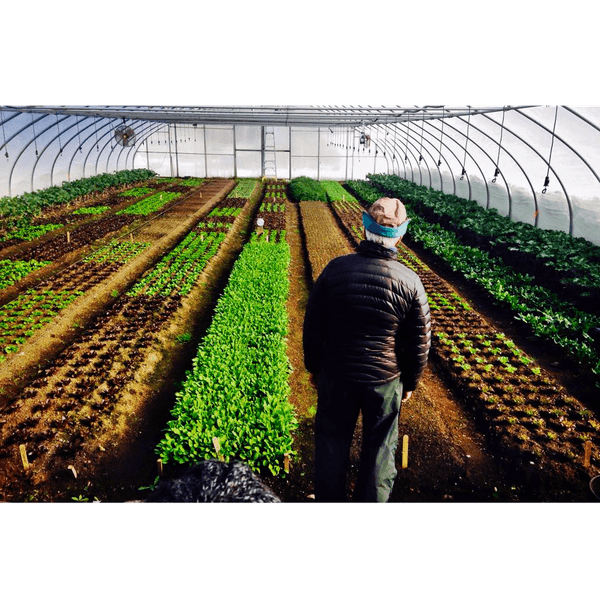 The Paradox Of Organic Farming