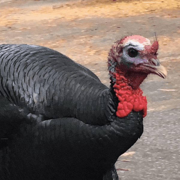 Stevenson College: Meet Hank, The Turkey
