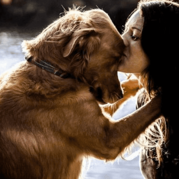 A Open Letter From Your Dog In Heaven