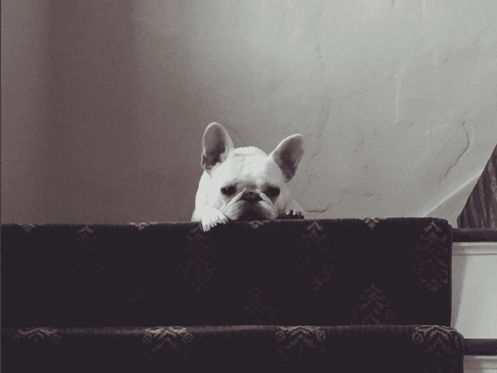7 Animals You Need To Be Following On Instagram Right Now