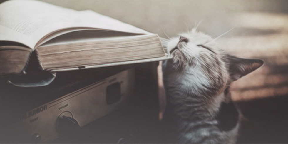 Confessions Of A Crazy Cat Lady