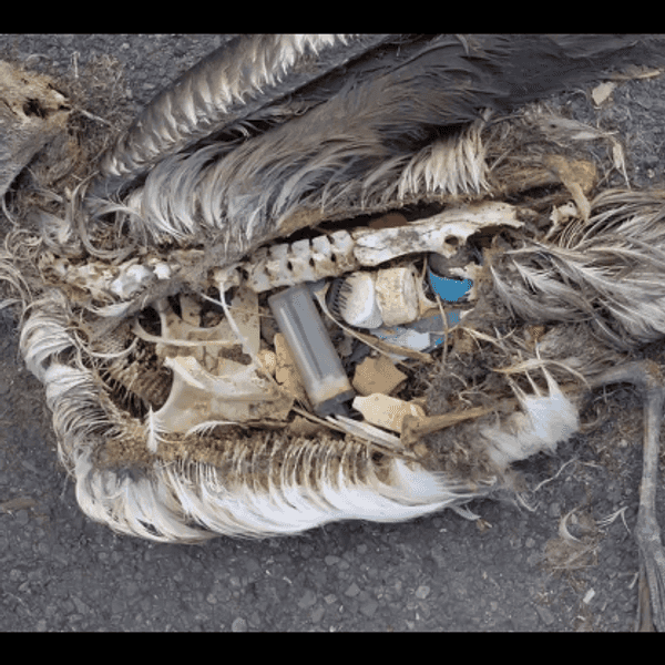 The Problem With Plastics