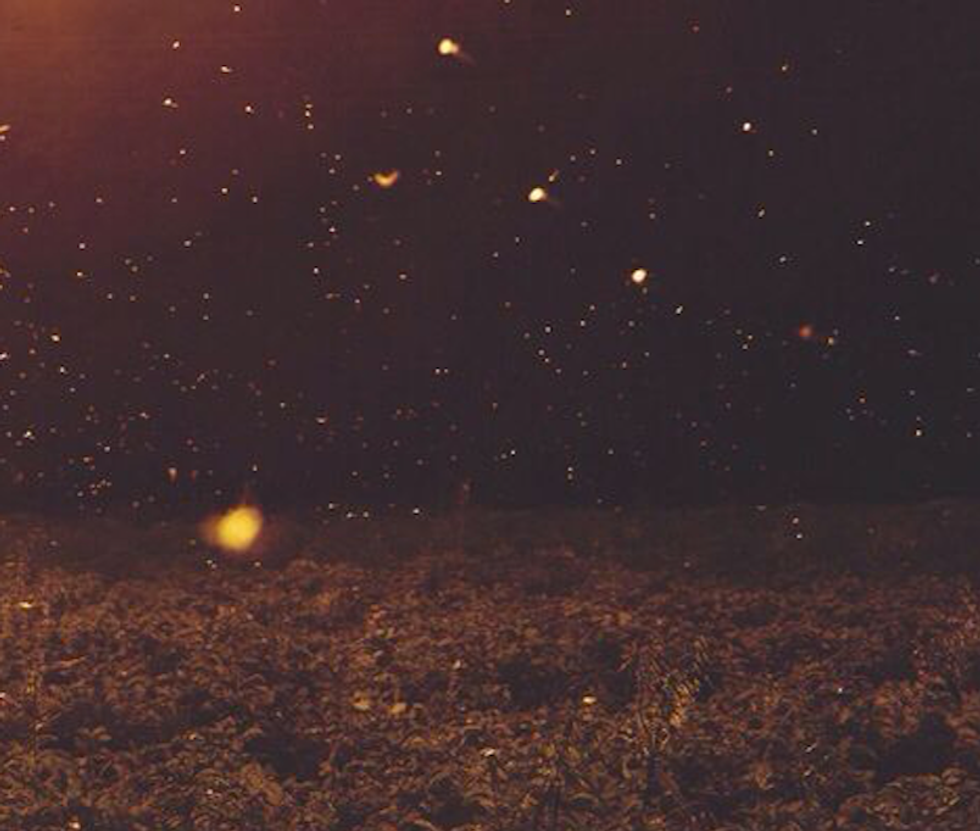 How To Avoid The Bugs Of Summer