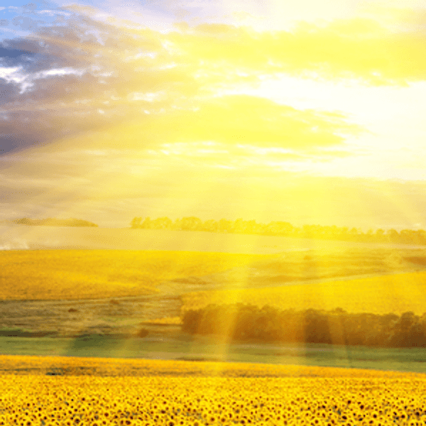 Your Optimistic Wake Up Call