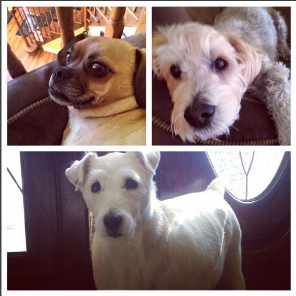 15 Best Things About Having A Dog