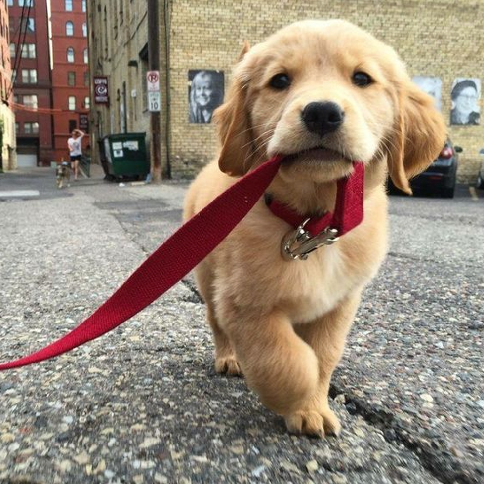 10 Reasons To Get A Dog In College