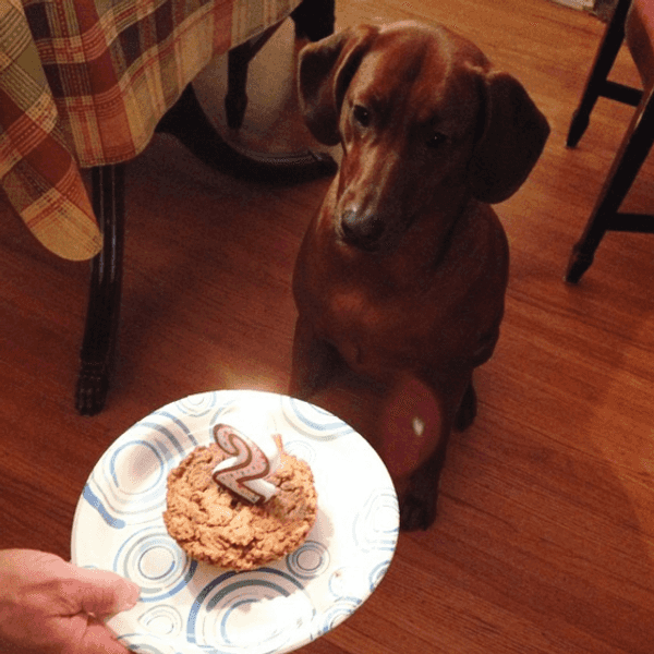 11 Things You'll Learn When You Adopt A Dog