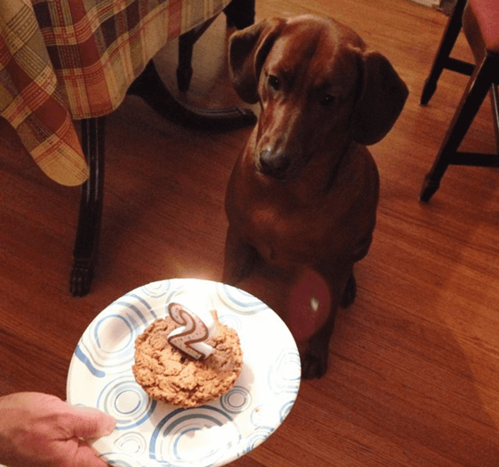 11 Things You'll Learn When You Adopt A Dog