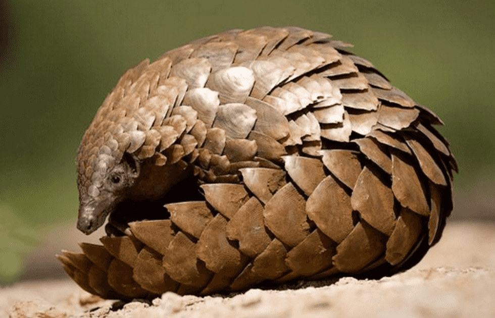 500 Words On The Coolest Animal You Didn't Know Exists