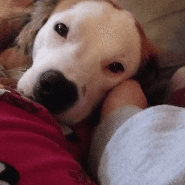 5 Stupid Things My Dog Does