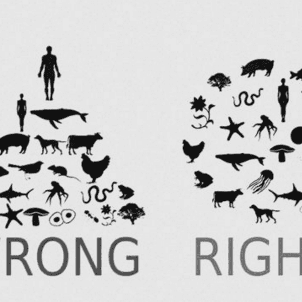 Why You Should Go Vegan