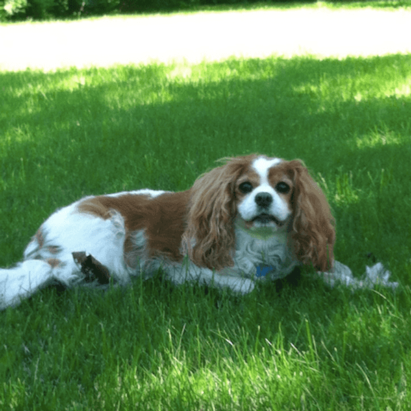 An Open Letter To My Childhood Dog