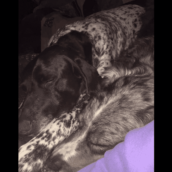 To Man's Best Friend