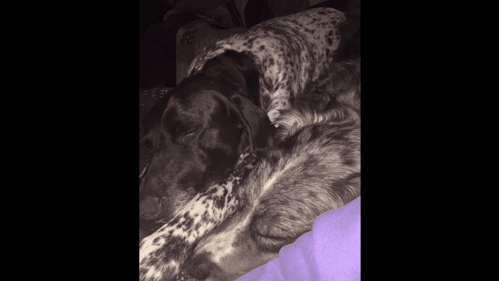 To Man's Best Friend